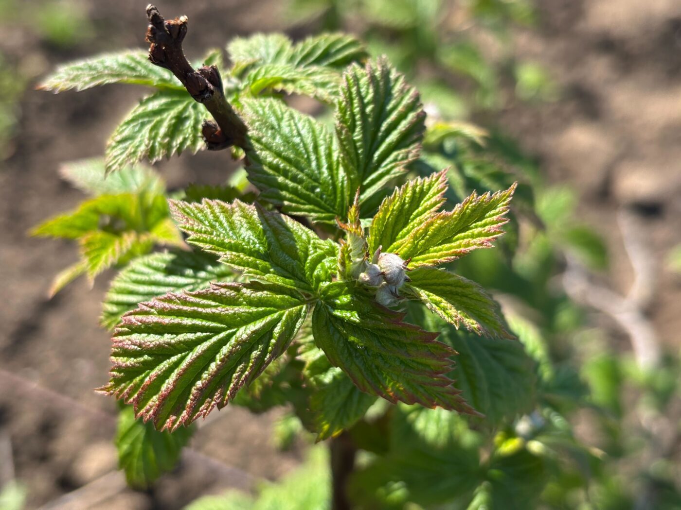 Садівники порадили просте та перевірене добриво для врожайності малини. Фото: Одна Хвилина
