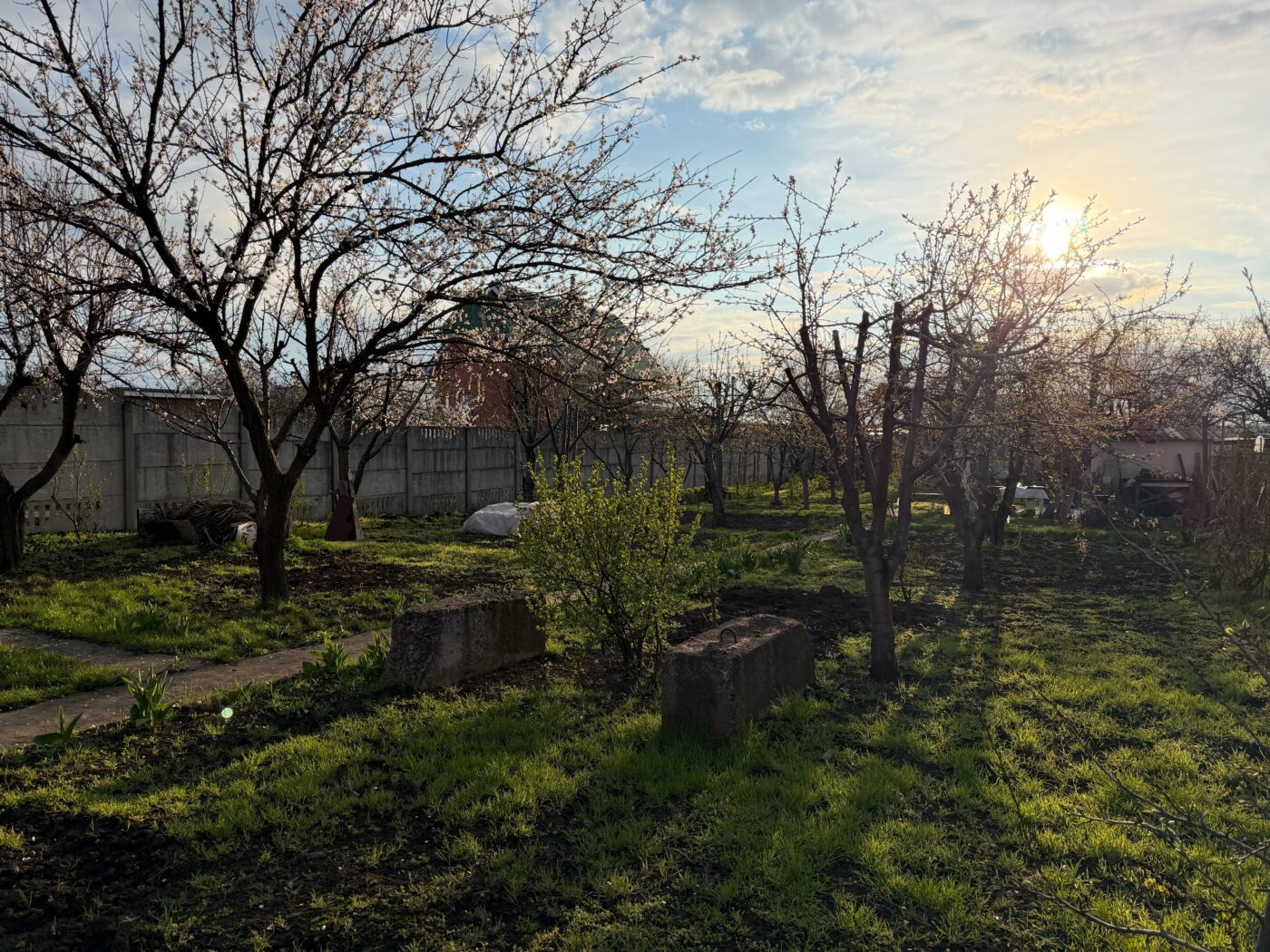 Городники поділились, яке добриво потрібно внести під розсаду після пересадки. Фото: Одна Хвилина