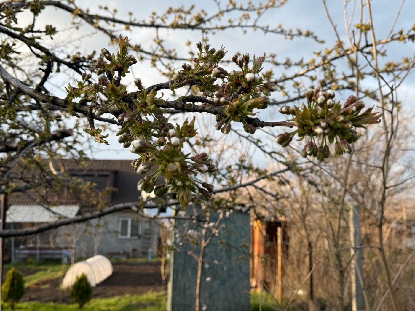 Садівники порадили, яке добриво покращить урожайність вишні. Фото: Одна Хвилина