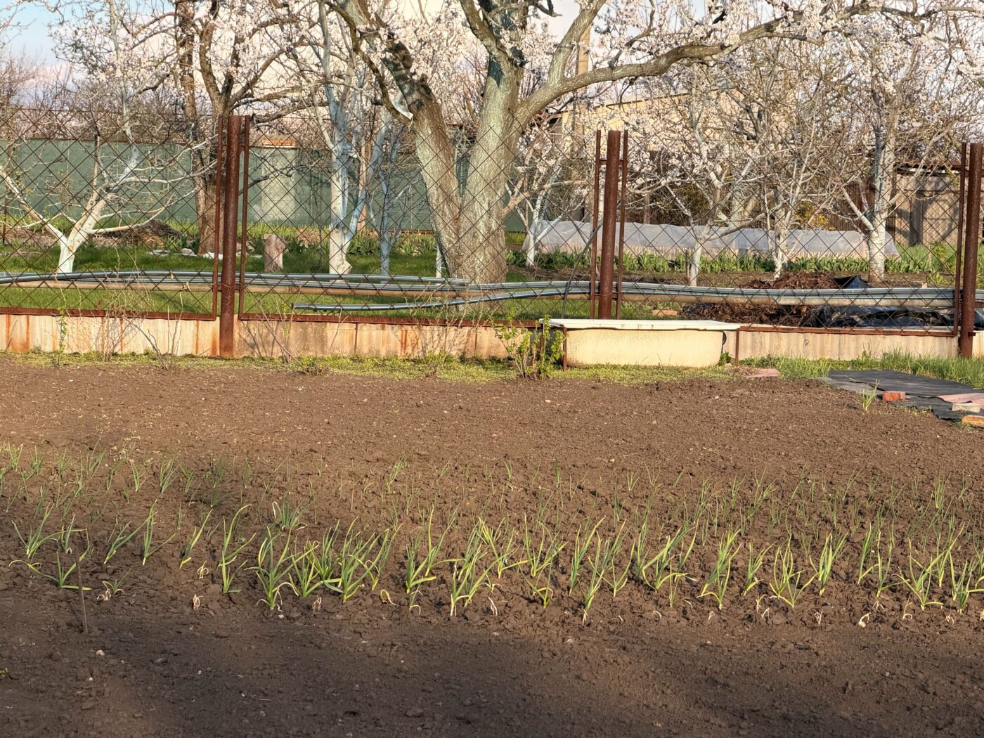 Городники розповіли, які сорти огірків посадити на ділянці для врожайності. Фото: Одна Хвилина