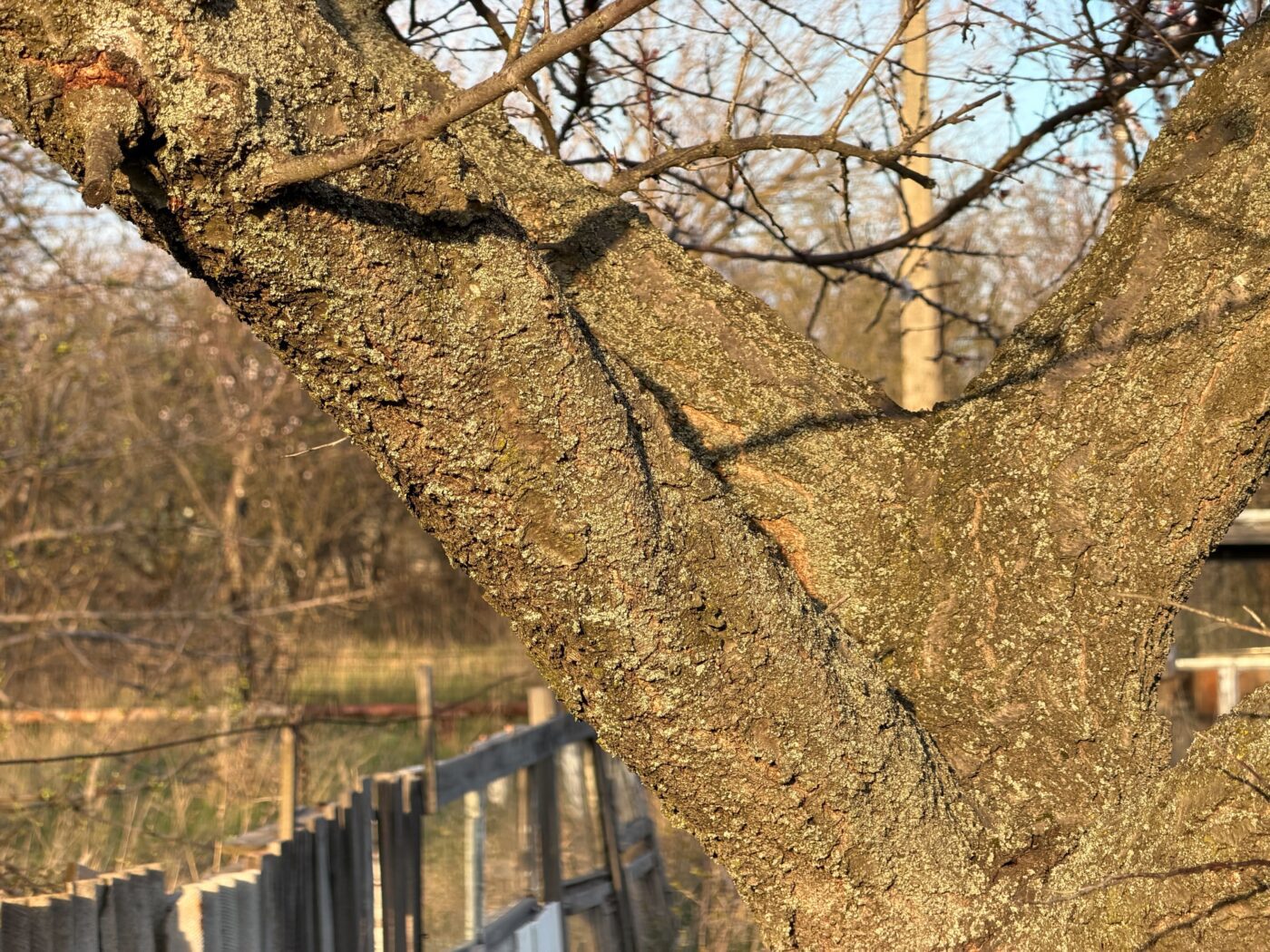 Садівники розповіли, що робити з морозобоїнами на деревах після зими. Фото: Одна Хвилина