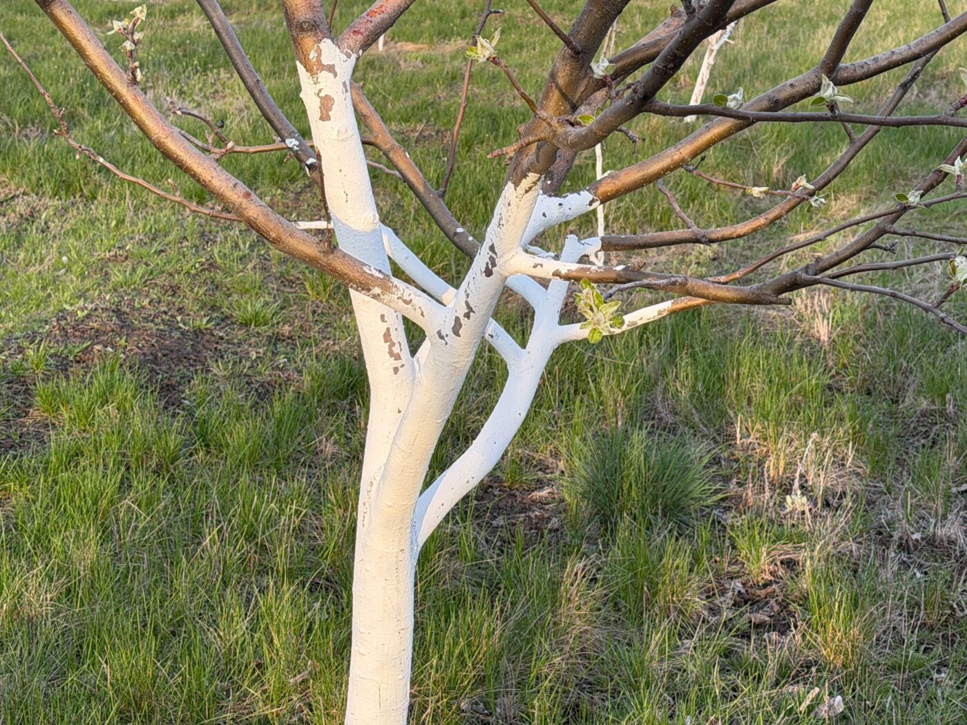 Садівники розповіли, що робити з морозобоїнами на деревах після зими. Фото: Одна Хвилина