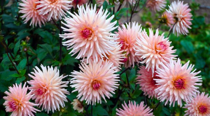 Коли садити жоржини у 2026 році. Фото: Pixabay