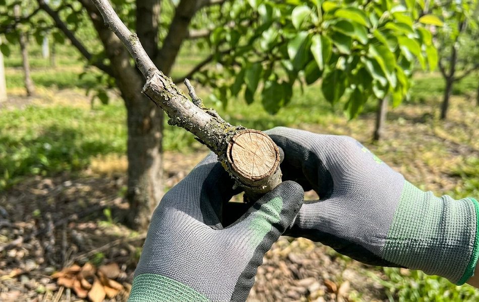 Сухі гілки обов'язково прибирайте, навіть якщо вже літо