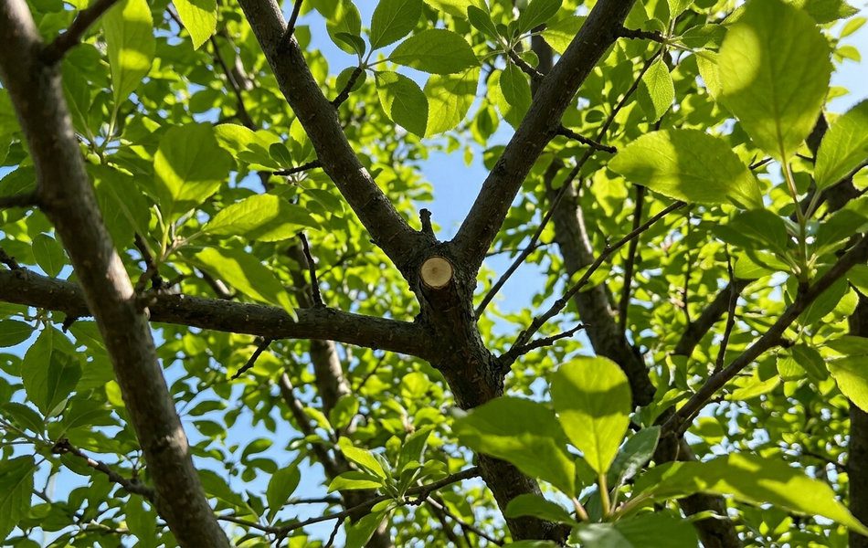 Крона дерев має гарно освітлюватися та провітрюватися, щоб плоди гарно росли та не було грибків