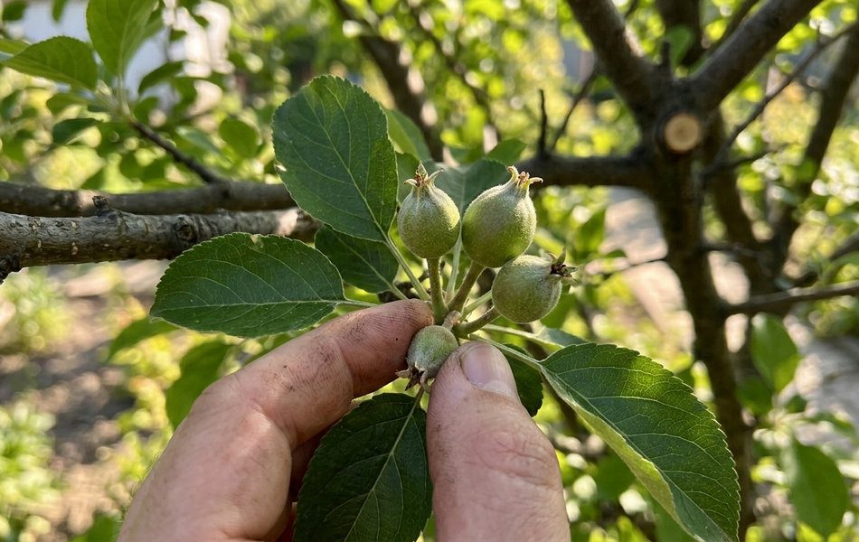 Залишайте лише по 2-3 найкращі зав'язі на кожному суцвітті, а інші сміливо прибирайте