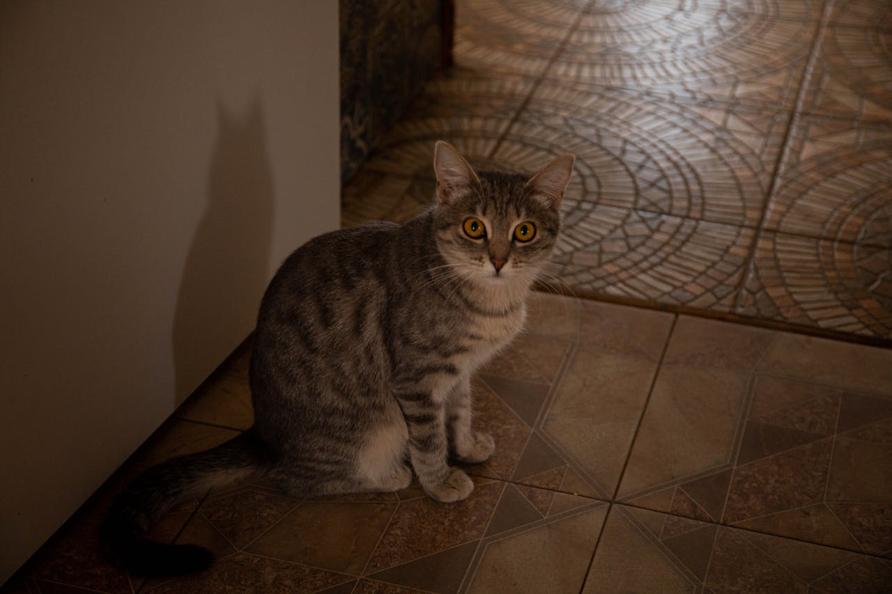 Експерти розповіли, якого кота завести у квартирі, щоб йому було комфортно. Фото: Pexels