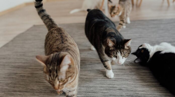 Чи відчувають коти присутність потойбічних сил. Фото: Pexels