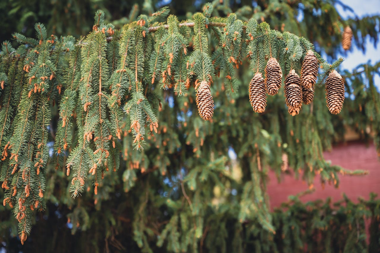 Експерти пояснили, як удобрювати ділянку за допомогою шишок з лісу. Фото: Pexels