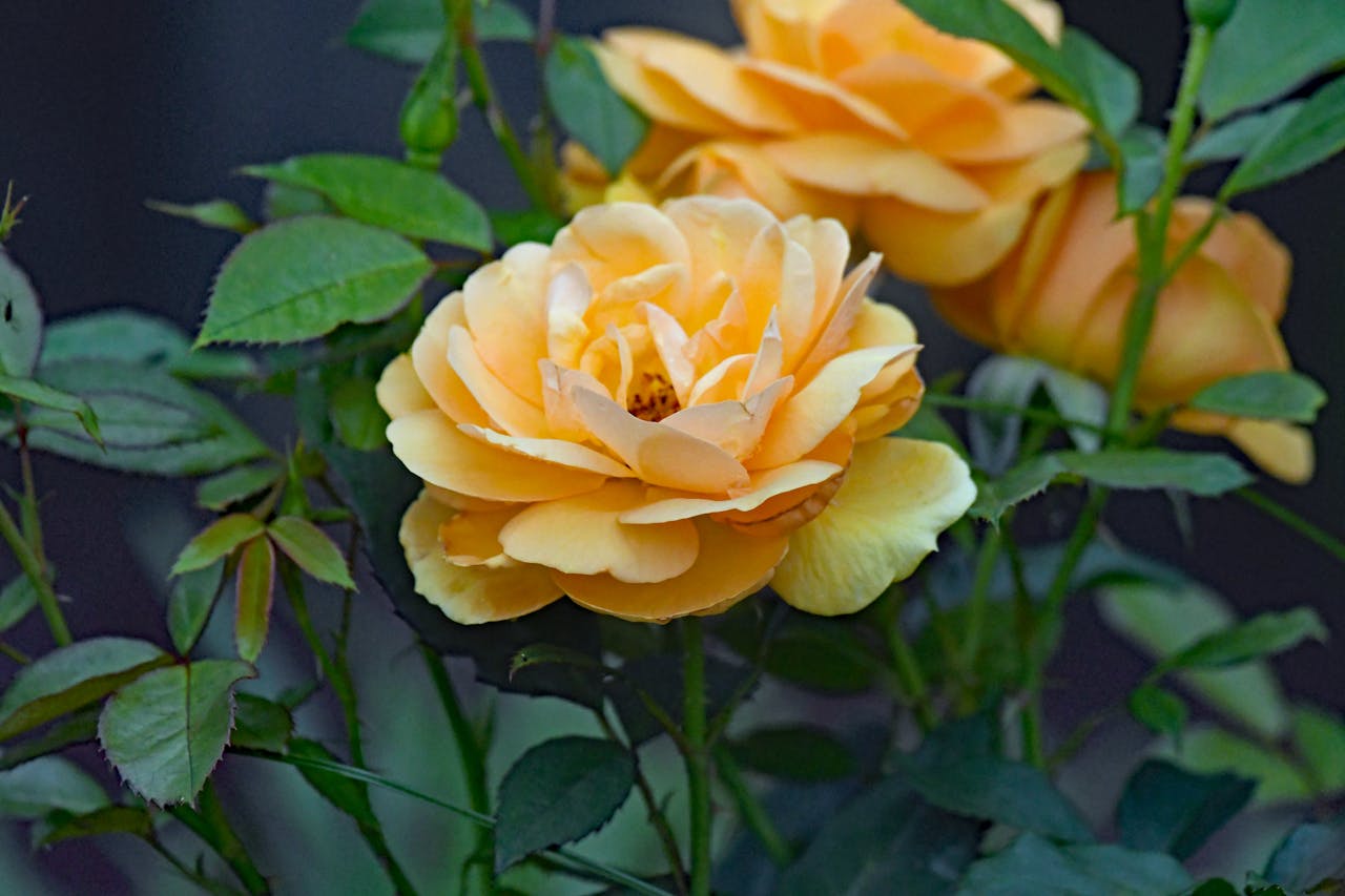 Садівники порадили, що робити з трояндами для пишного цвітіння. Фото: Pexels