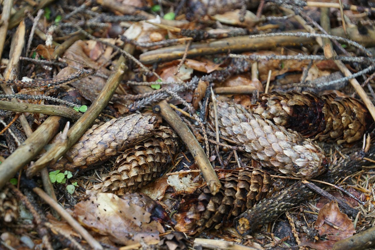 Експерти пояснили, як удобрювати ділянку за допомогою шишок з лісу. Фото: Pexels
