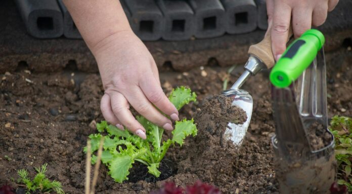 Як позбутись від шкідників на грядці. Фото: Pexels