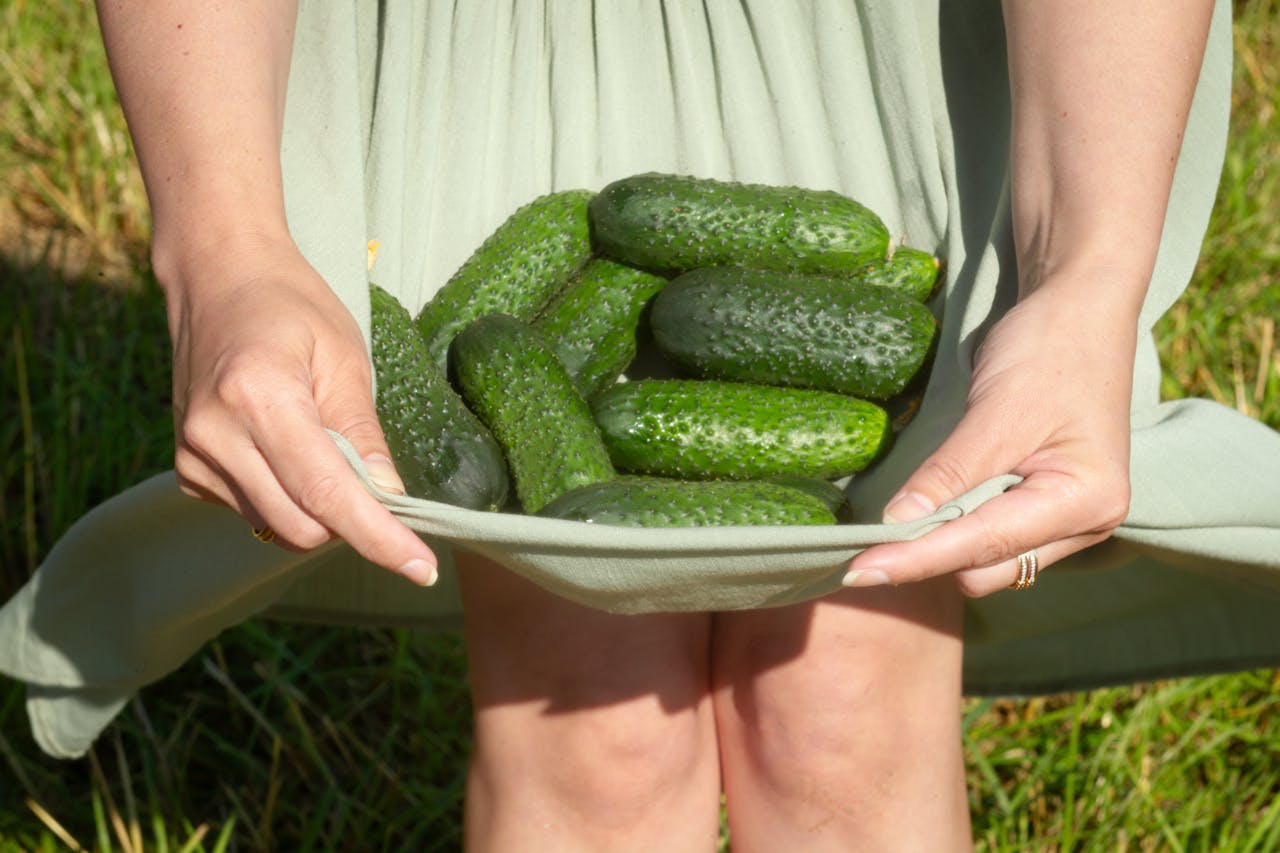 Городники розповіли, який гібрид огірків посадити для високої врожайності. Фото: Pexels