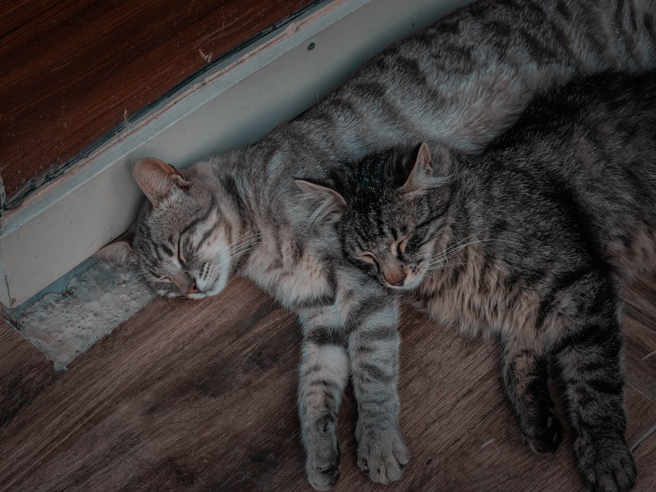 Експерти розповіли, чи можуть коти відчувати потойбічні сили насправді. Фото: Pexels