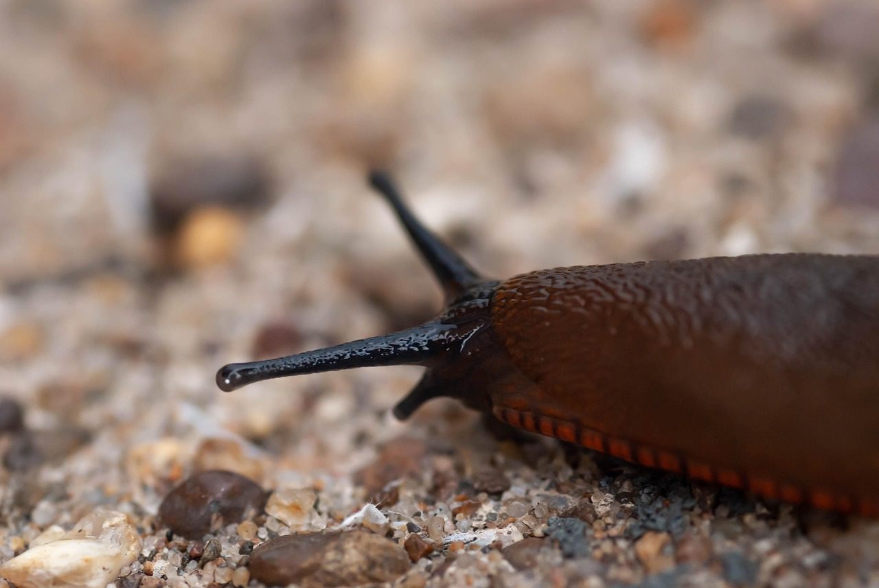 Експерти порадили перевірений спосіб, як позбутись від слимаків на ділянці. Фото: Pixabay