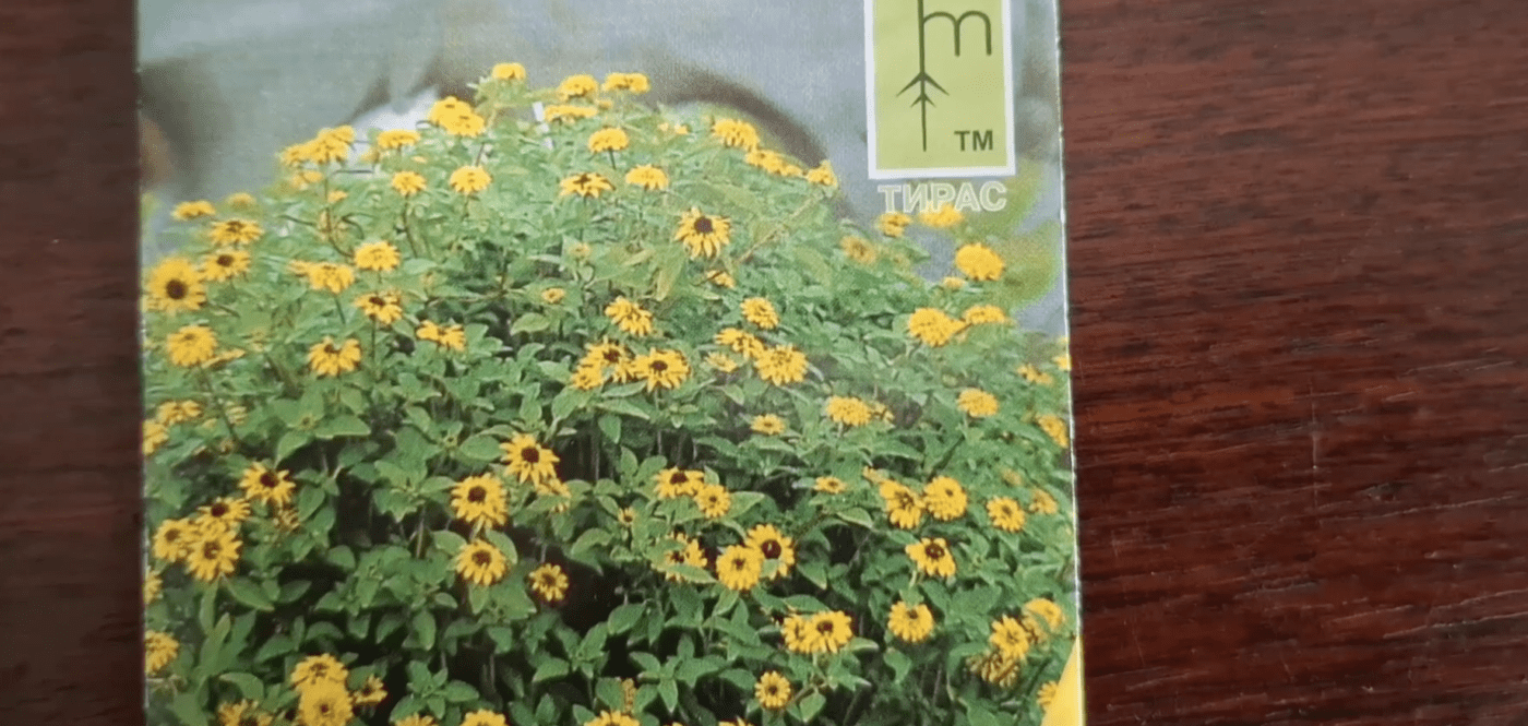 Красива та стійка до заморозків квітка. Фото: YouTube Руда інтровертка