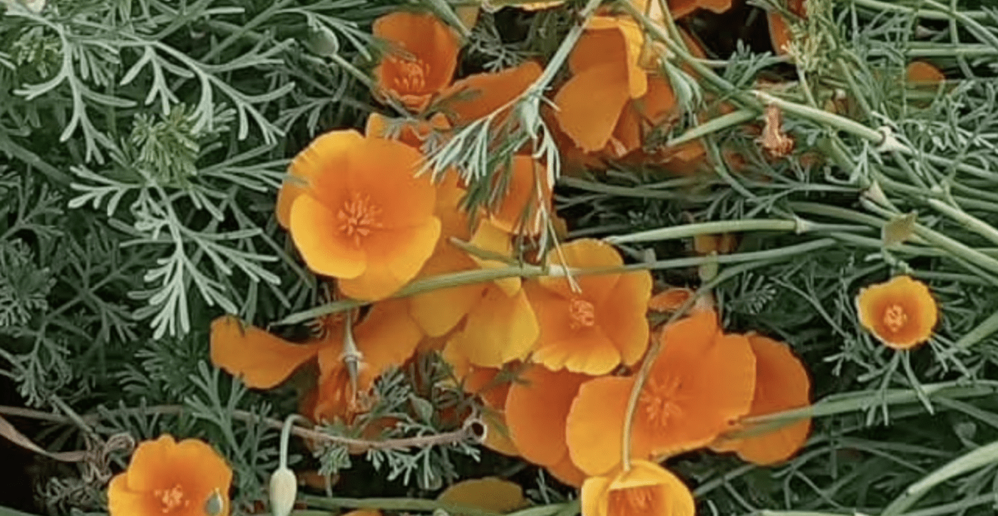 Три квітки, які можна сіяти у відкритий ґрунт у квітні. Фото: YouTube Квіткове дихання UA