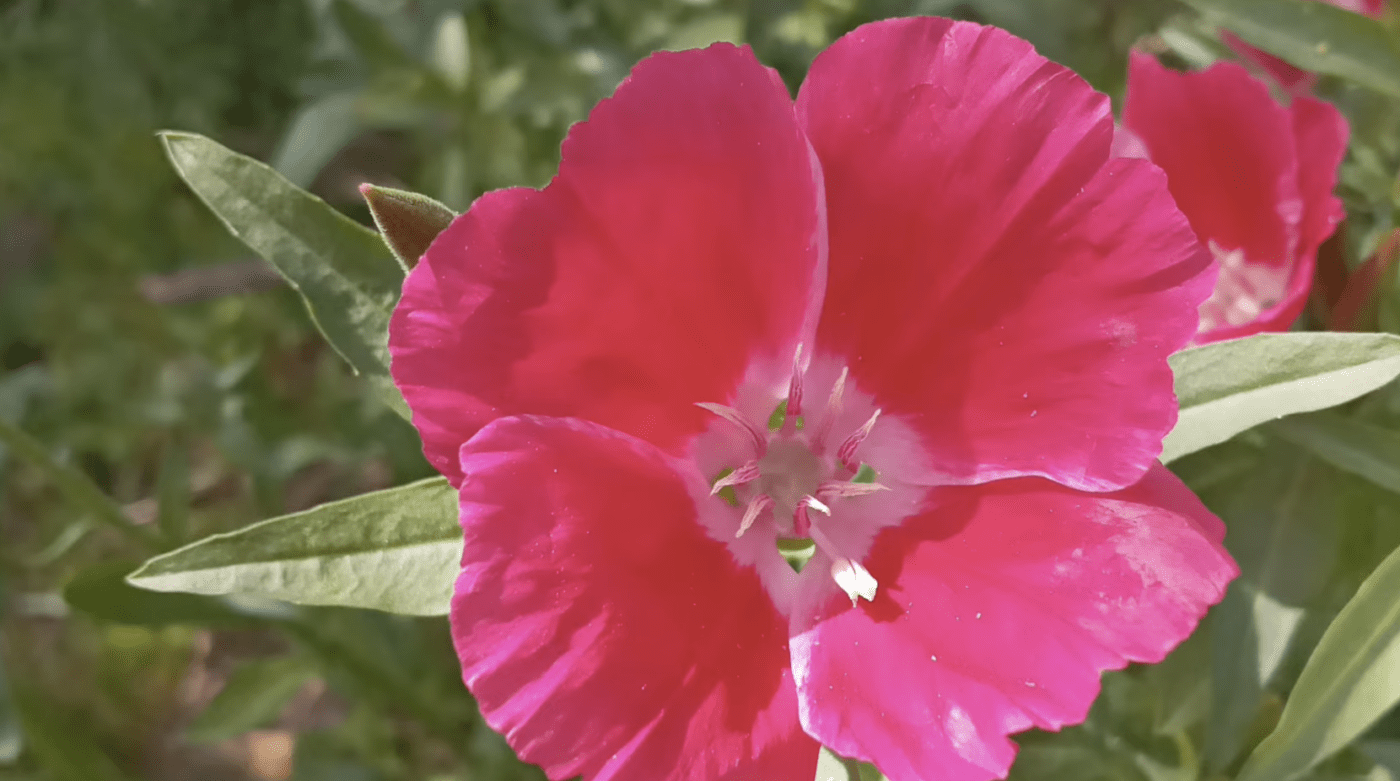 Три квітки, які можна сіяти у відкритий ґрунт у квітні. Фото: YouTube Квіткове дихання UA