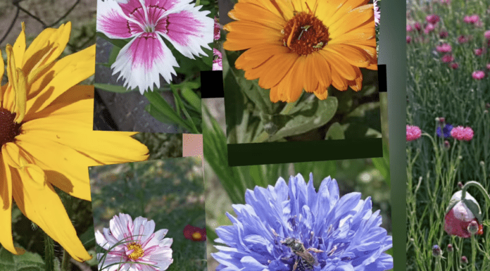 Садівники назвали три квітки, які можна сіяти у відкритий ґрунт у квітні. Фото: YouTube Квіткове дихання UA