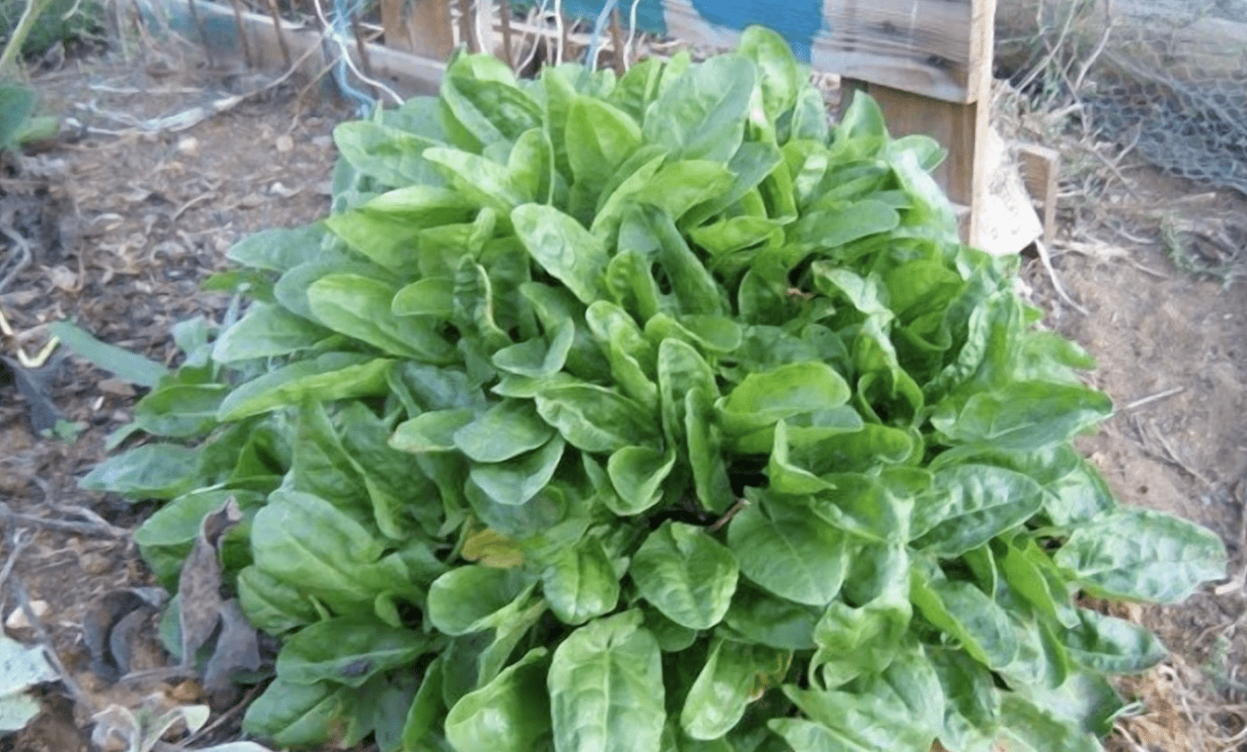 Що можна приготувати зі щавлю, окрім зеленого борщу. YouTube Майстерня Садівника