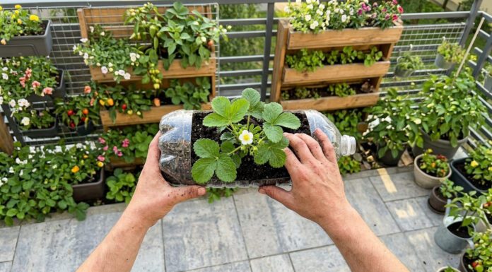 Вертикальні грядки ідеально підходять для вирощування невеликих рослин