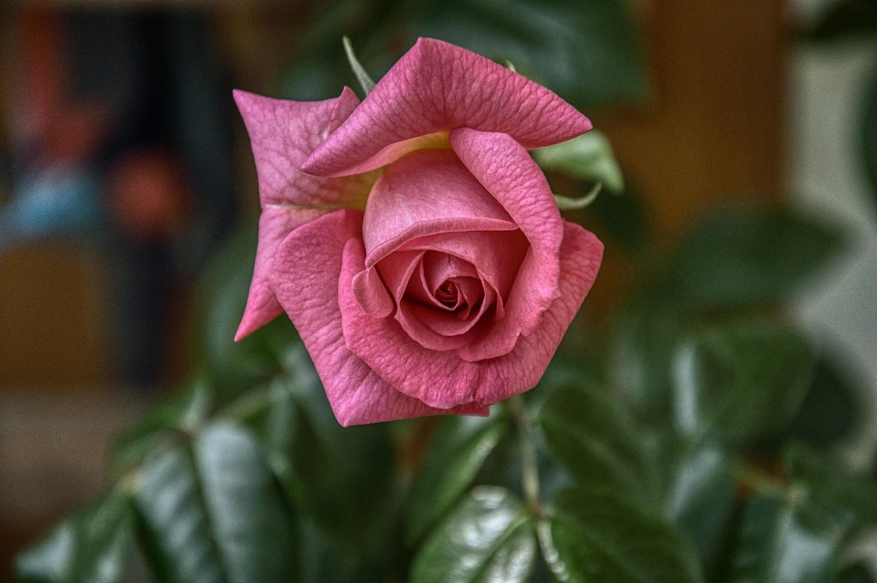 Експерти пояснили, що робити з трояндами, якщо вони почали в'янути. Фото: Pixabay