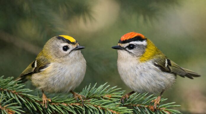 Золотомушка важить як пів ложки цукру. Фото: Одна хвилина
