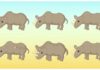 Сколько носорогов вы видите?