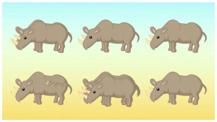 Скільки носорогів ви бачите?