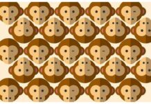 Сколько обезьян подмигивают правым глазом?