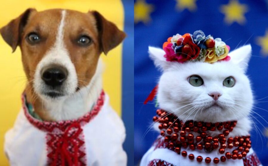 День прапора України 2022: тварини у гарних вишиванках – пес Патрон, кіт Бандера і не тільки (ФОТО) 