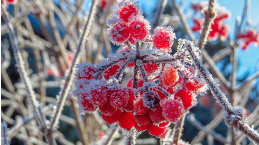 В Україну йдуть заморозки: синоптики попередили, коли і де очікується різке похолодання 