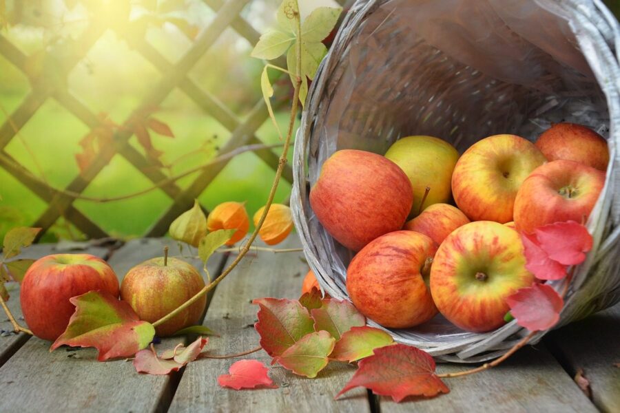 Експерти розповіли, як засушити яблука без використання спеціальної сушарки