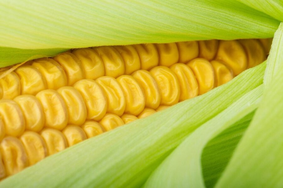 Експерти розповіли, як правильно заморожувати кукурудзу на зиму для збереження соковитості