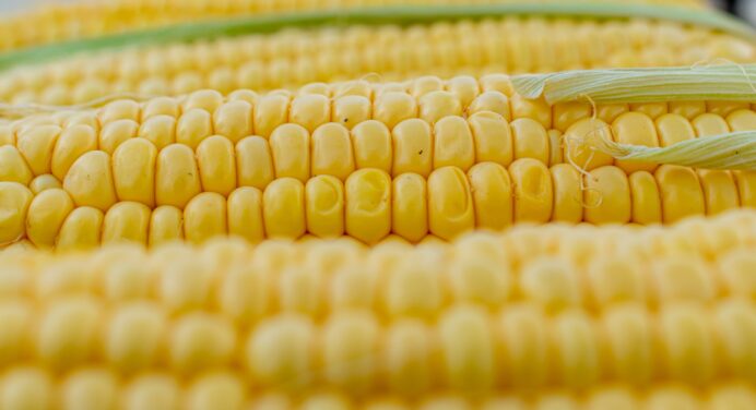 Перевірений метод, як заморозити кукурудзу на зиму: довго зберігається, не псується та залишається соковитою 