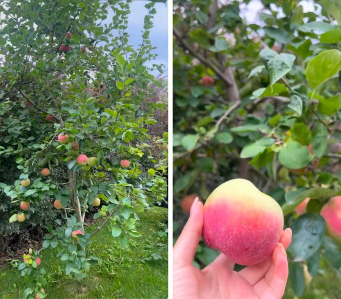 Тіна Кароль похвалилася урожаєм яблук на території свого маєтку під Києвом
