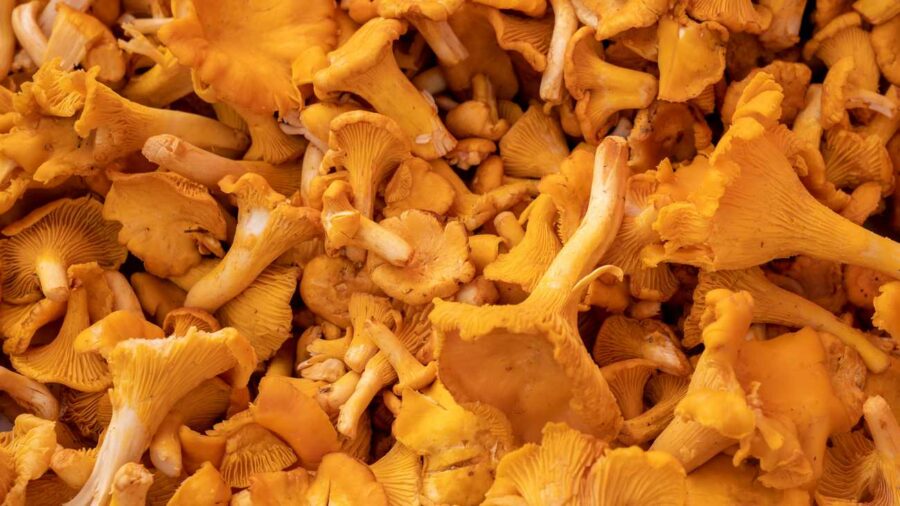 Страви з грибів: як приготувати лисички, смажені в сметані, сушені на зиму і як чистити лисички для рецептів