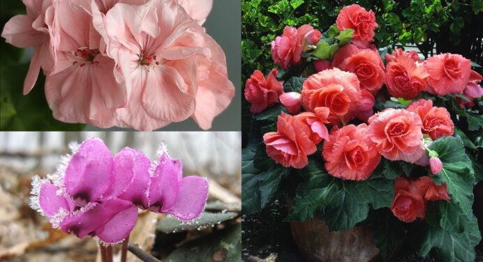 Таємниці квітів: рослини, які прикрасять наш дім та притягнуть щастя. Серед них цикламен, бальзамін та інші 