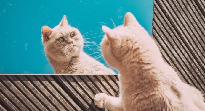 Мова котів або коти-комунікатори: вчені розповіли про можливість спілкуватися з пухнастими друзями 