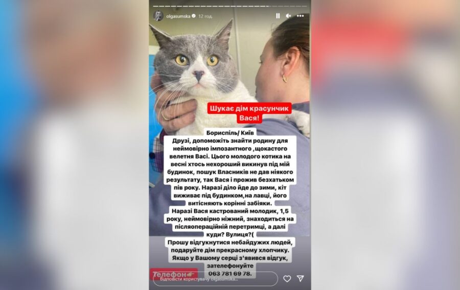 Ольга Сумська розповіла про деталі щодо безпритульного кота