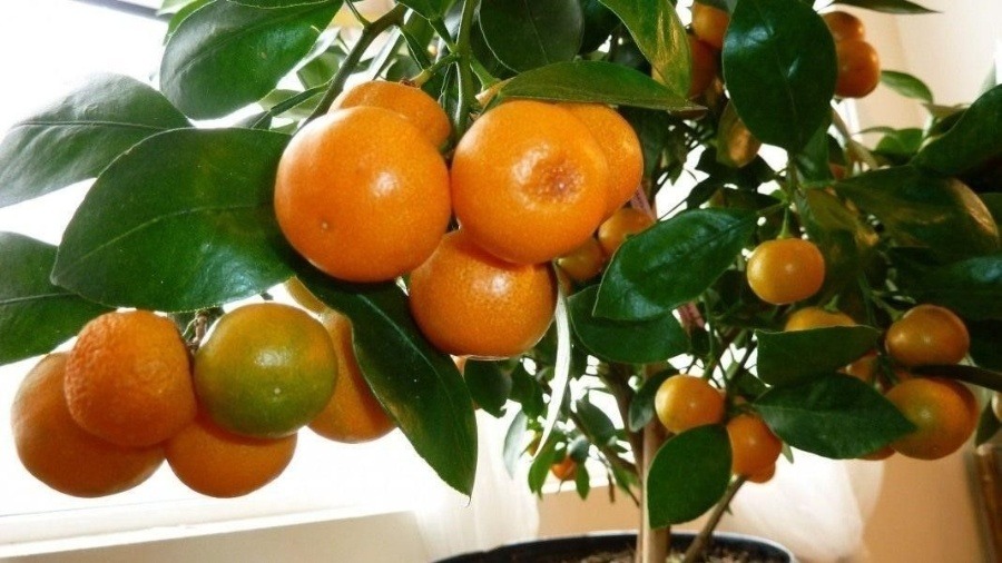 Вирощуємо мандаринове дерево з кісточки в домашніх умовах