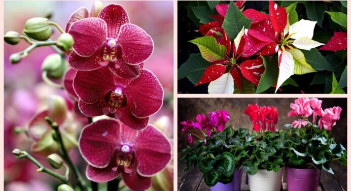 Найгарніші квіти, які прикрасять вашу оселю у зимову пору: цикламен, черемник, пуансетія та інші рослини 