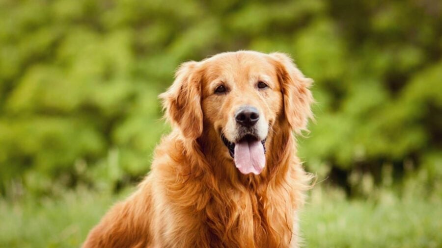 Експерти назвали 7 порід собак, які люблять увагу найбільше