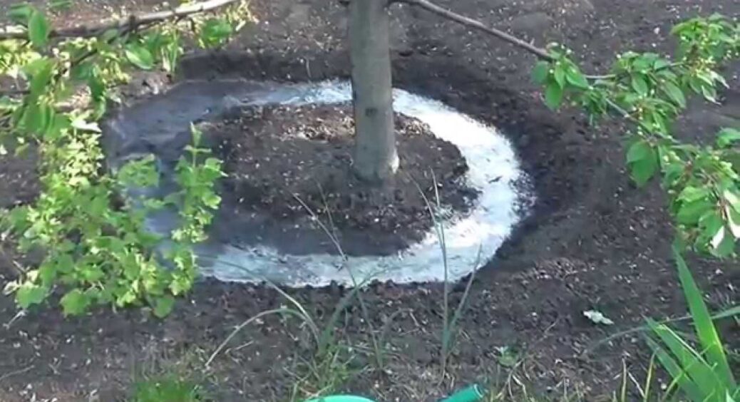 Ось, чому город не родить: якою водою категорично не можна поливати грядки — здивуєтесь, бо робили невірно 