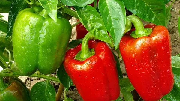 Що та коли збирати, аби це принесло плоди на 1 рік вперед