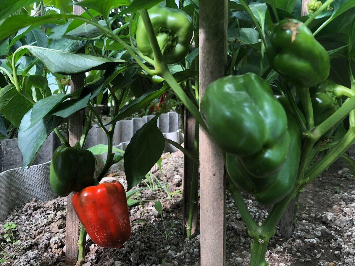 Експерти пояснили, як стимулювати активне дозрівання болгарського перцю на кущах рослини