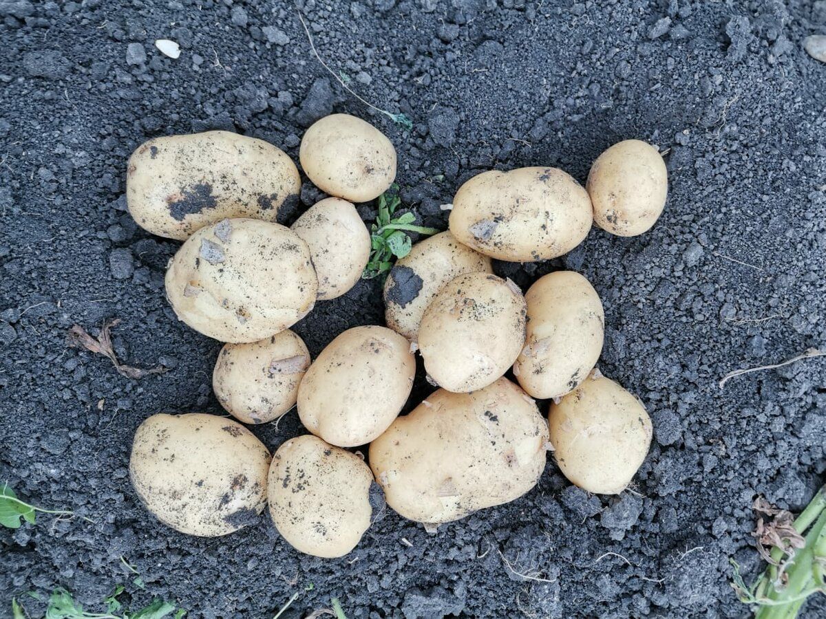 Городники розповіли, які сорти картоплі показують найвищу стійкість до літньої спеки