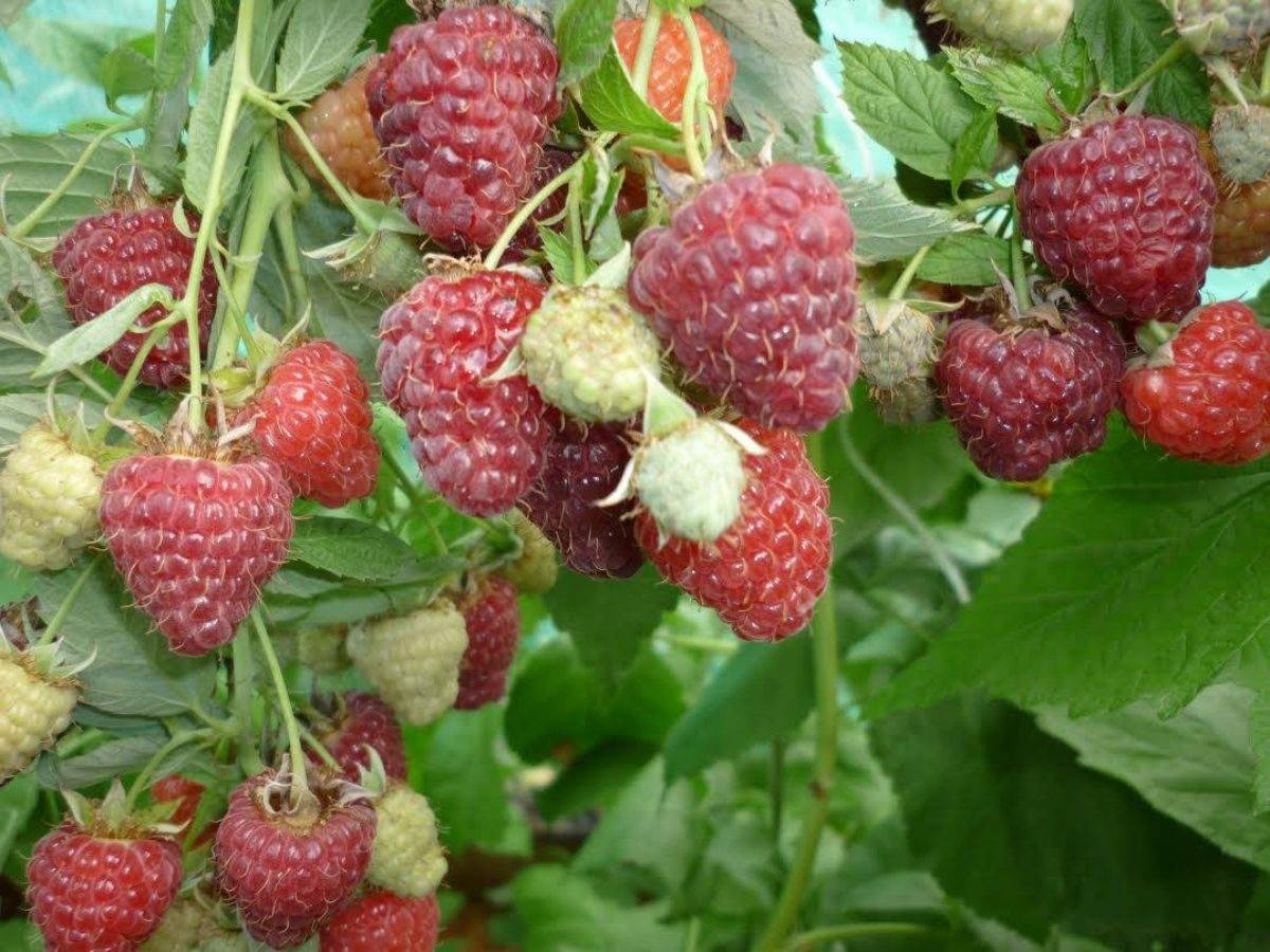 Експерти порадили перенести дату посадки малини на своїй ділянці зі звичної весни