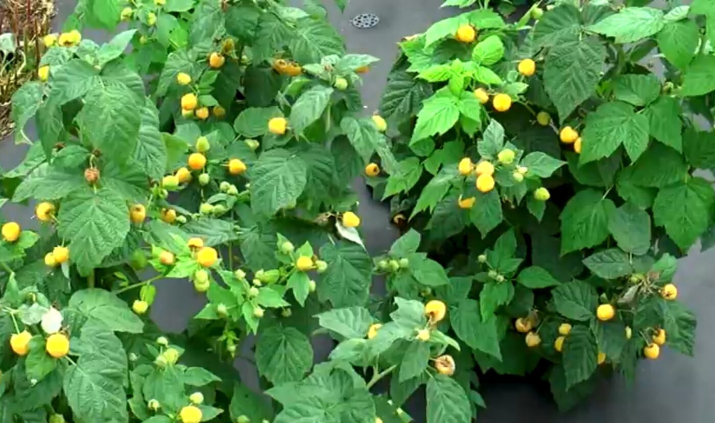 Плюси та мінуси ремонтантної малини