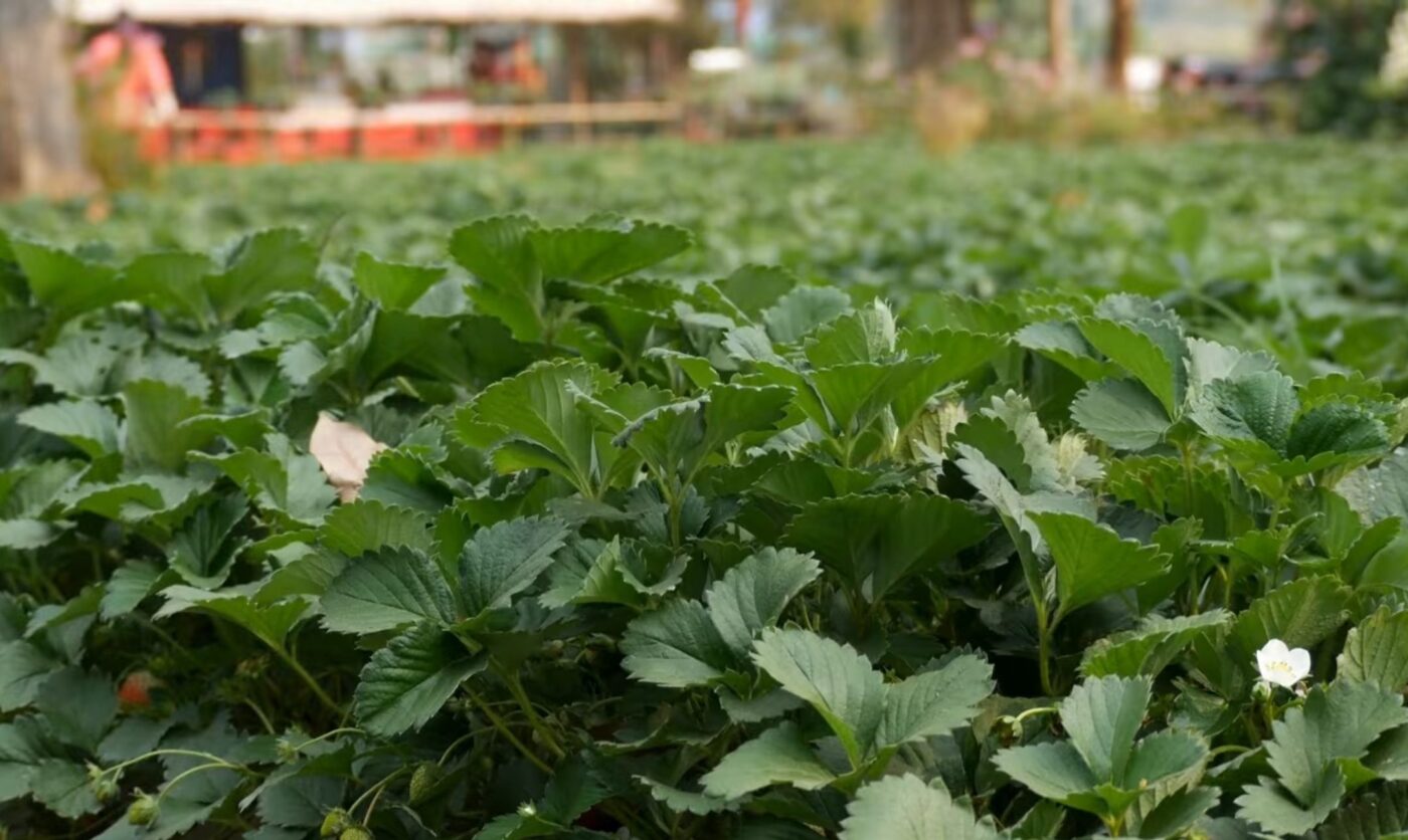 Як виростити полуницю без бурʼянів